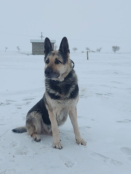 Щенки Восточноевропейской овчарки