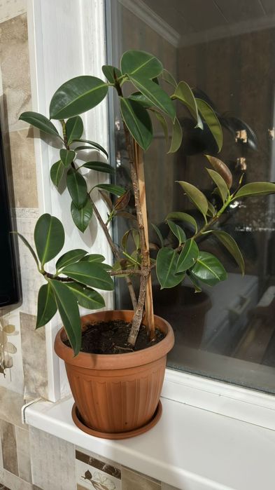 Комнатные Цветы Продам