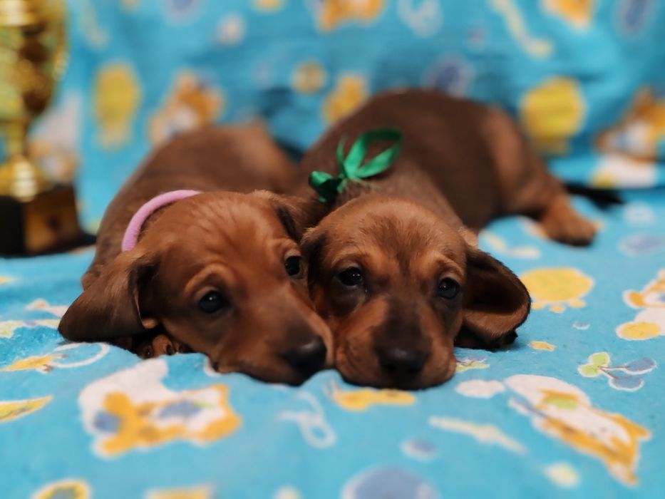 Щенки таксы стандартной с документами