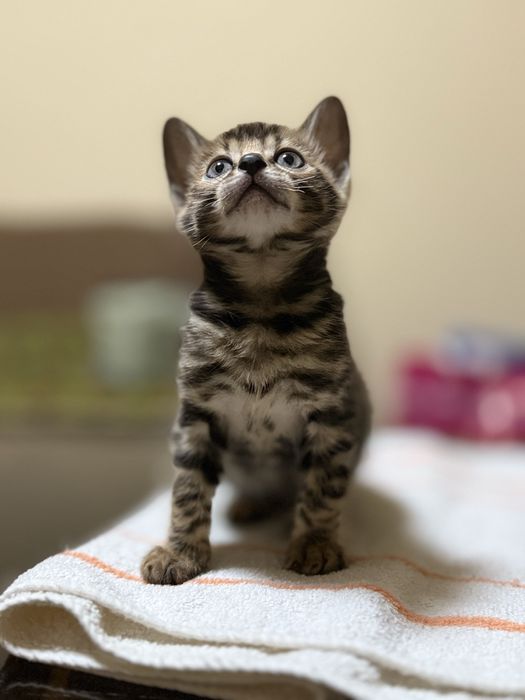 Бенгальские котята мальчик и девочка