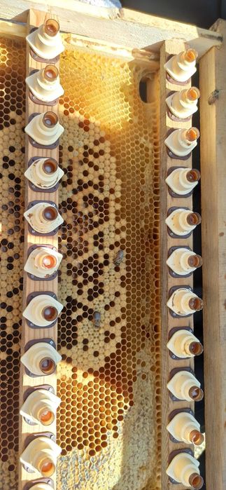 Пчелопакеты на высадку