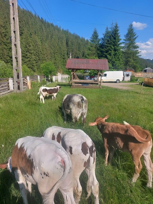 Tauras albastru și baltat