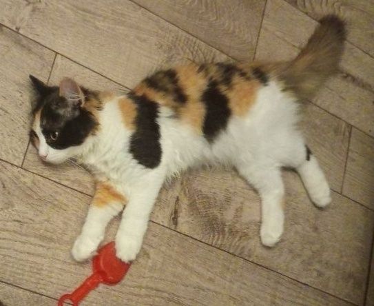 Котенок в добрые руки