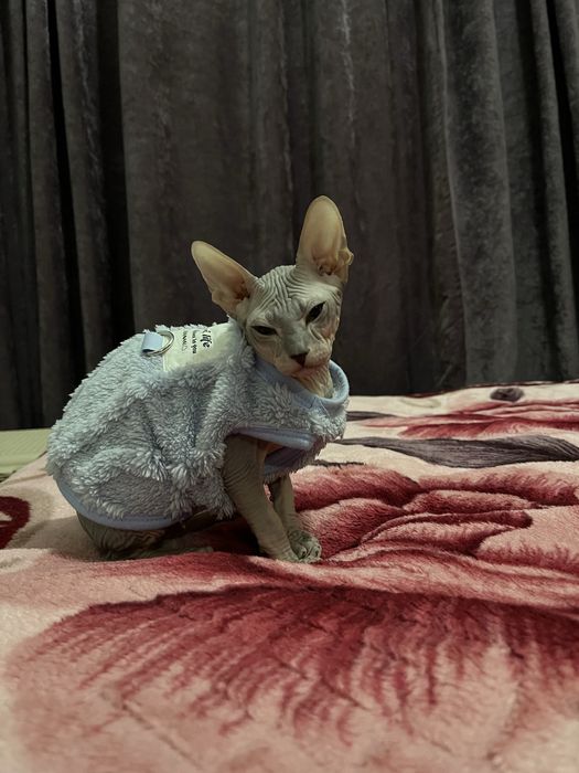 Продам котёнка канадского сфинкса — мальчик