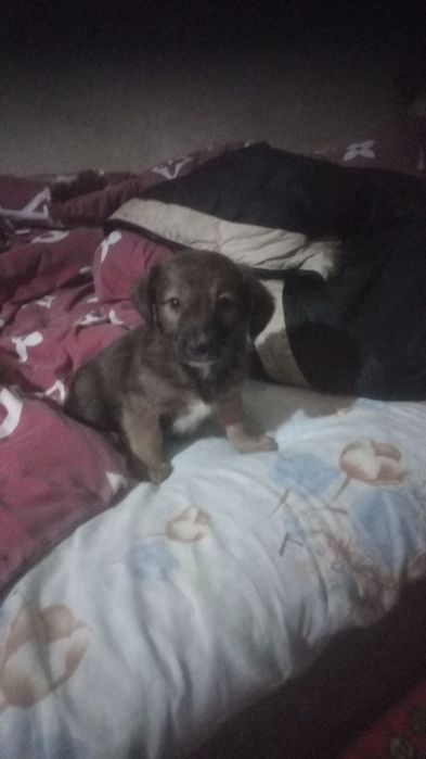 Пристройство в хорошие руки