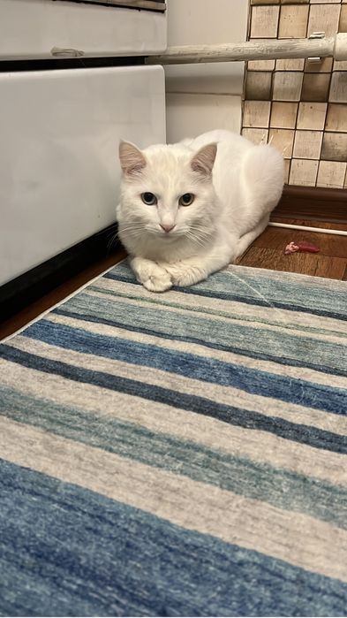 Отдам котика в хорошие руки