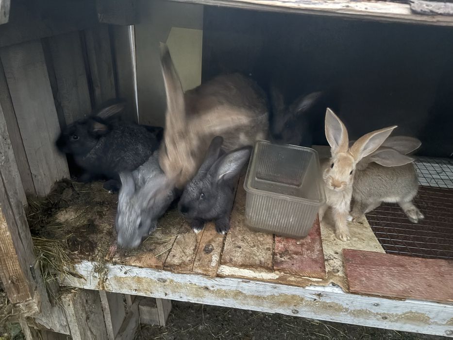 Продам Крольчат