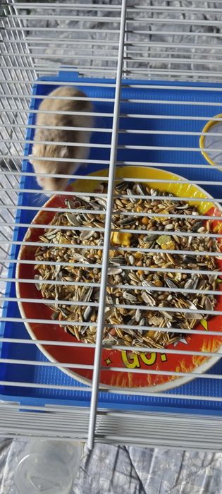 Vând hamster cu toate accesoriile și cușcă cu tobogan