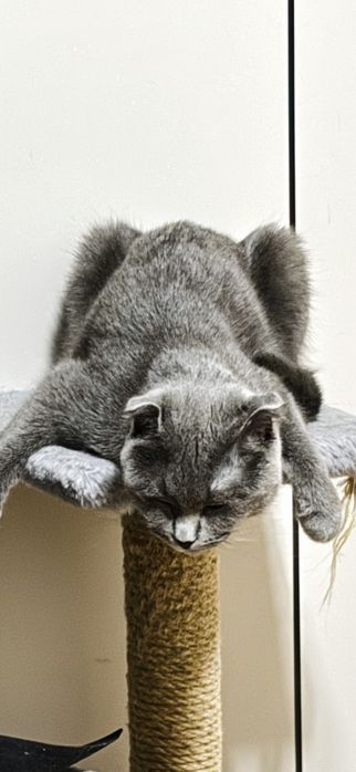 Породистые кошки