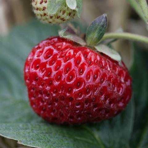 Ягоди Мице Шиндлер разсад пикиран в чашки