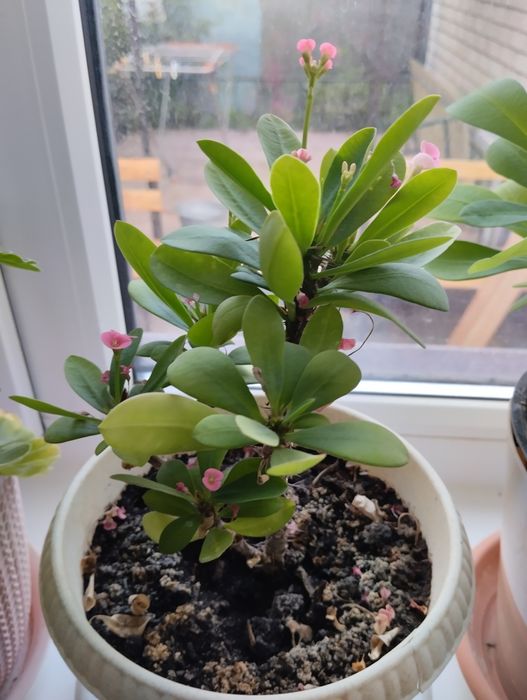 Комнатный цветок молочай Миля