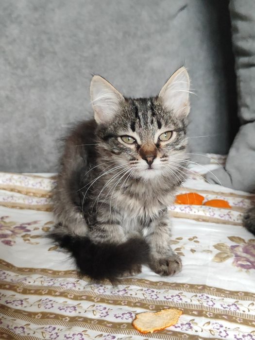 Отдам котята бауырластар 2