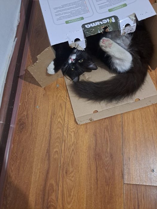 Отдам домашнию кошку в добрые руки.