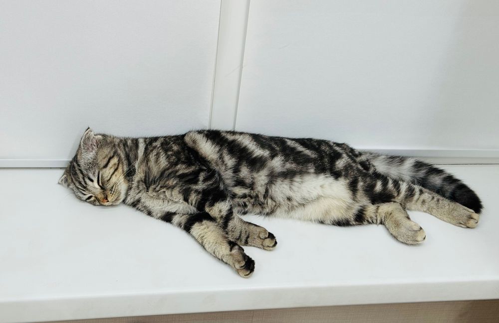 Кот. Порода Scottish Fold
