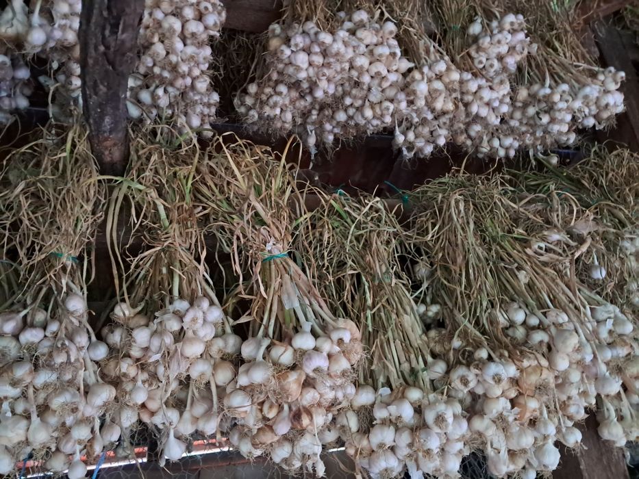 Vând usturoi românesc