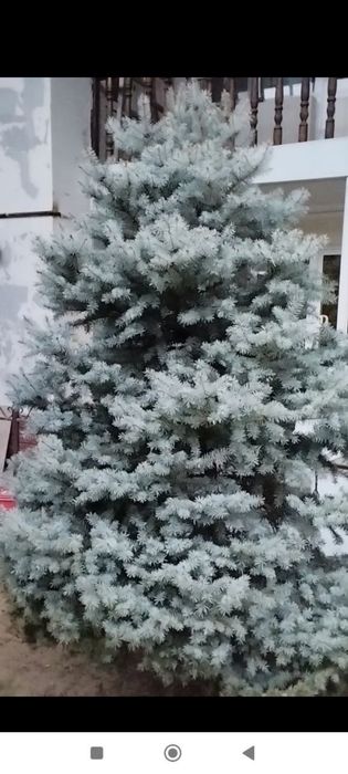 Ёлка белый (archa)