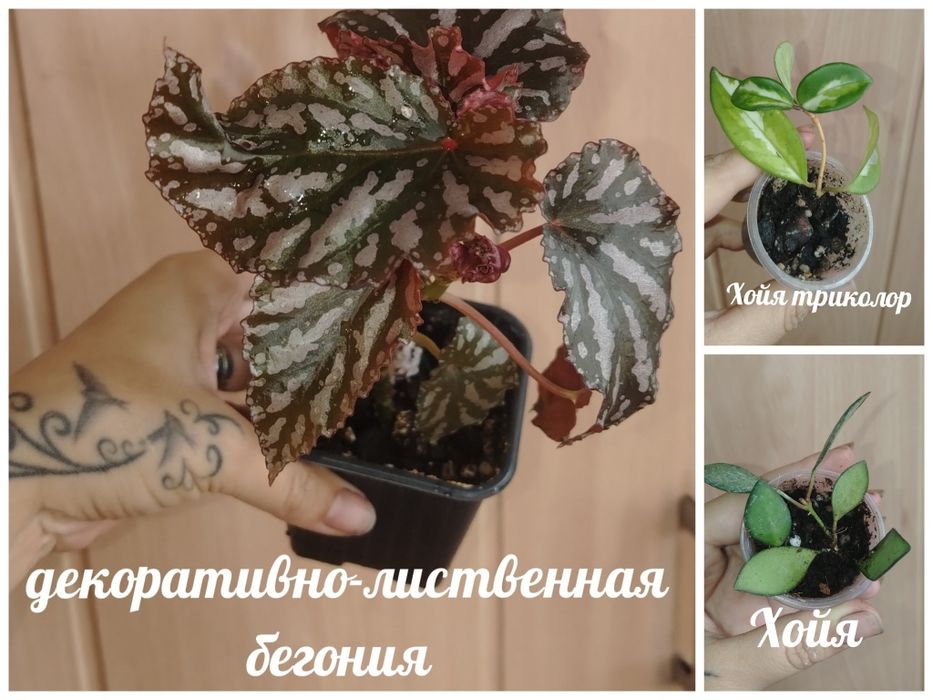 Продам недорого комнатные растения