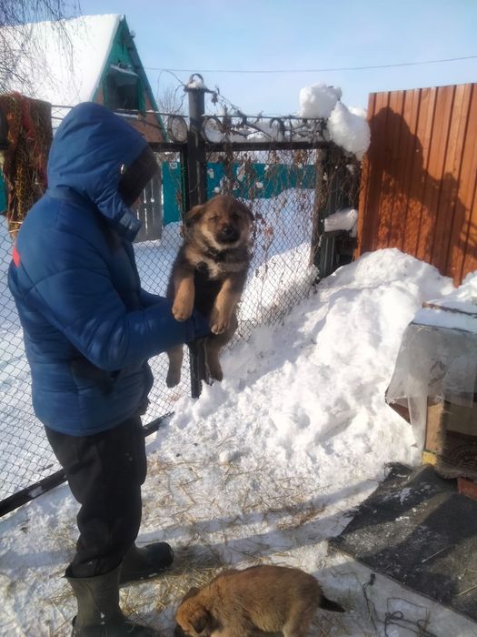 Отдам щенков в добрые руки