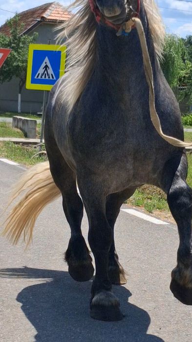 Vând armăsar de 3 ani