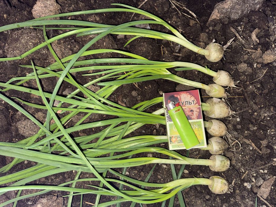 Стардаст. Альба. Блэкстон. Белый лук на зелень. Оргинал.