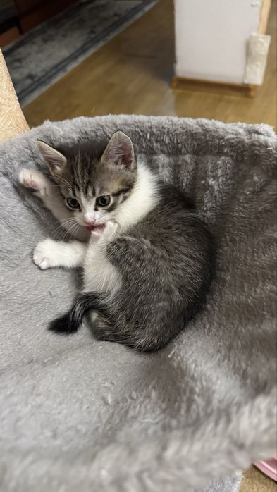 Продам котят маленьких