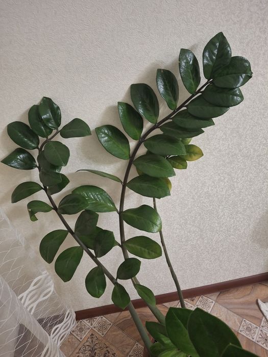 Долларовое дерево