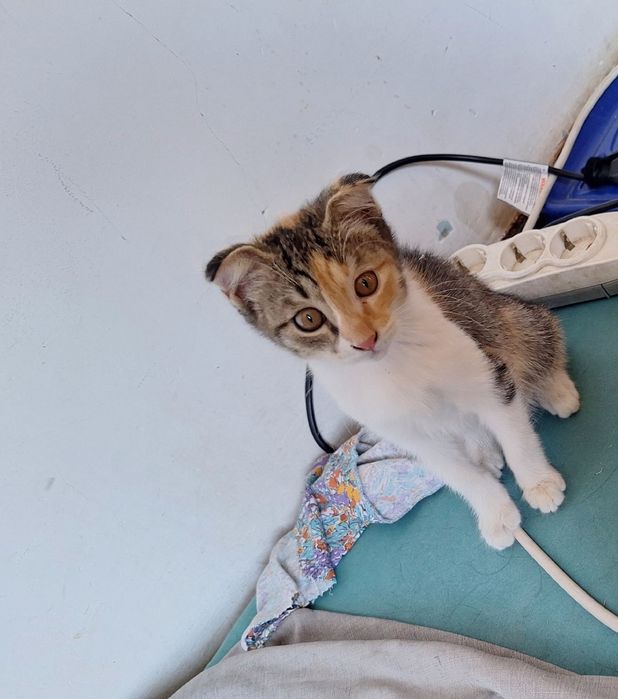 Отдам даром хороших руках