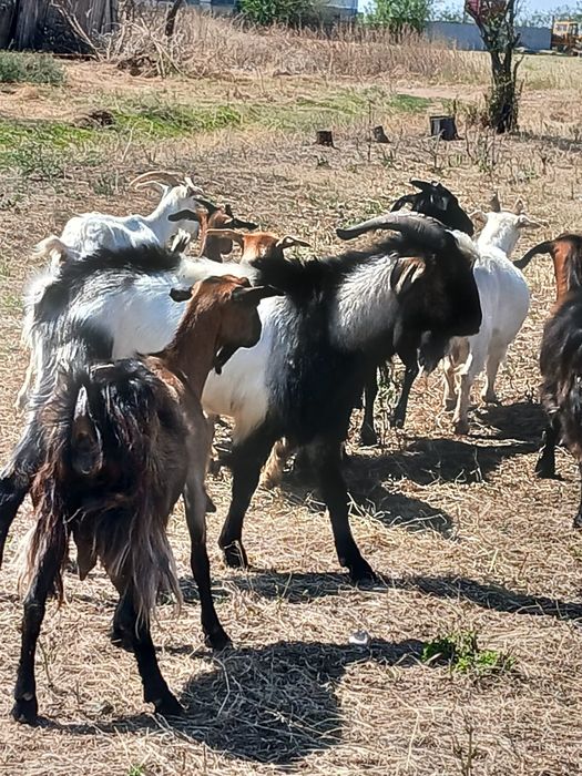 Țap mior de vânzare