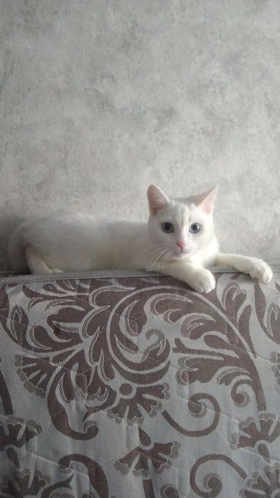 Отдам кошку даром