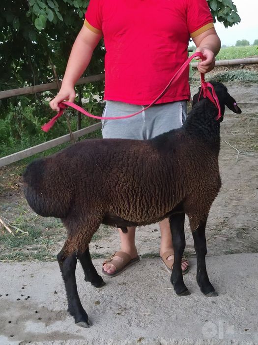 Кучкор  Qo'chqor