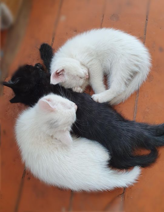 Котята от породистой Турецкой Ангоры