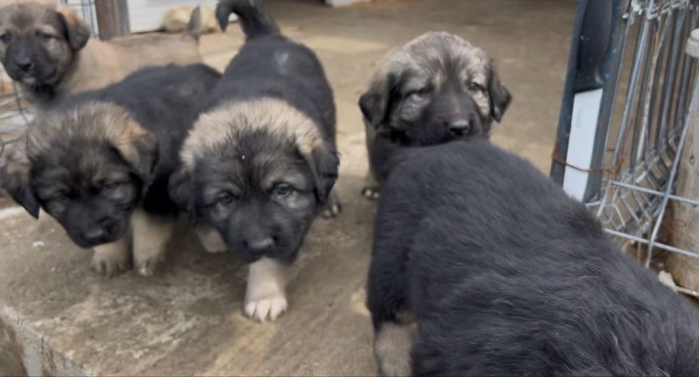 Donez caine ciobanesc  corb