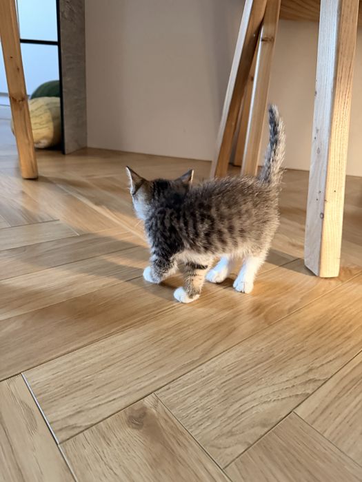 Котенок красивый умный мальчик