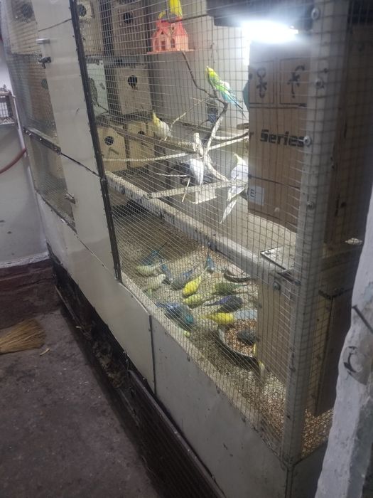 Продаю волнистых попугай есть маладньяк и взрослые