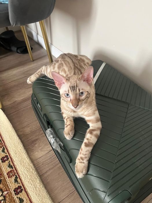 Бенгальский кот