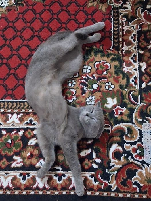 шотландская вислоухая кошка