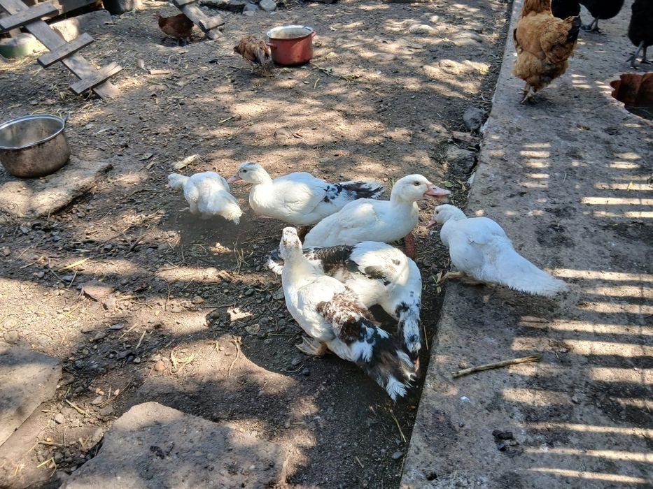 Vând 6 boboci de rață mute.