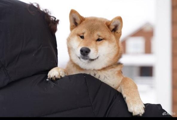 Мальчик сиба ину