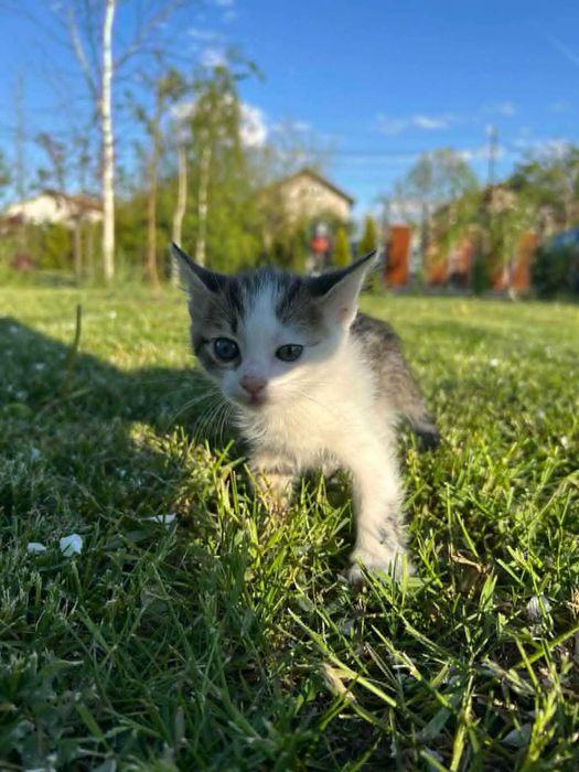 Коте на 1 месец търси своя дом