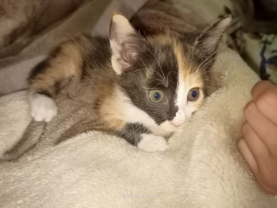 Отдам даром милых котят