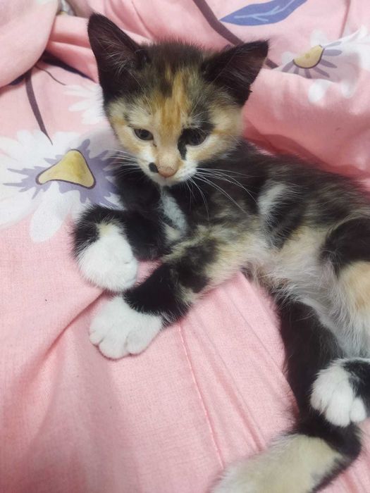 Котята ищут дом.