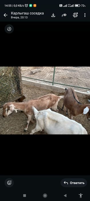 Дойная коза с козлятами