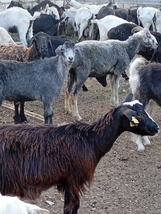 Қой ешкі сатылады