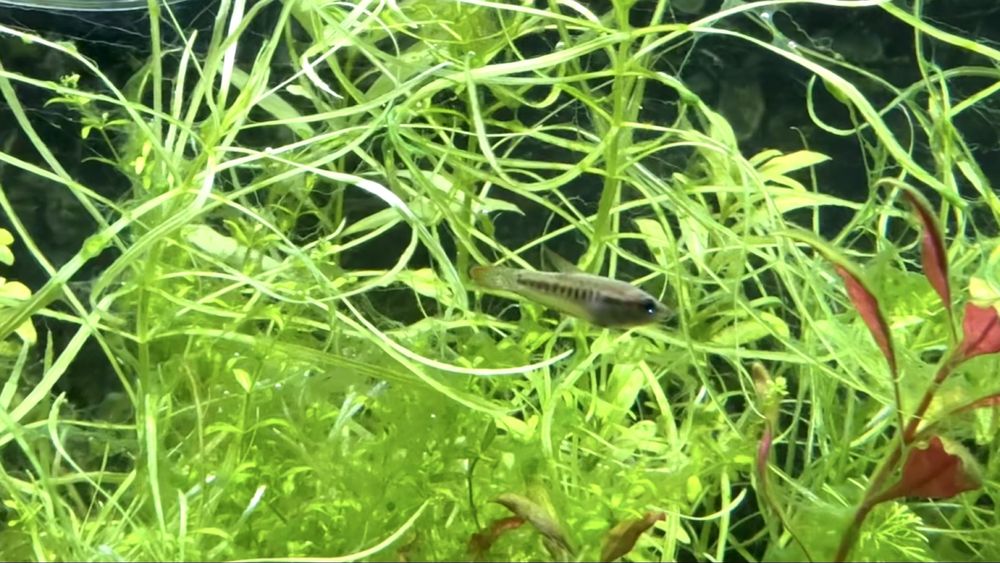 Гурами карликовый