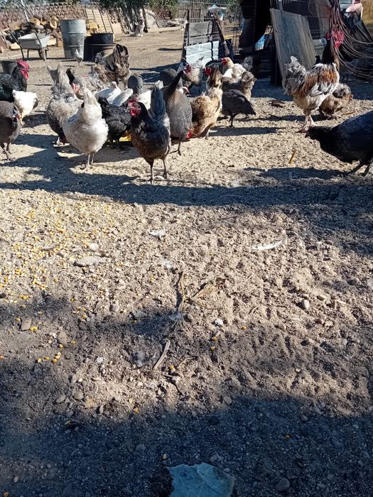 Gaini _Cocosi si Pui de vanzare.
