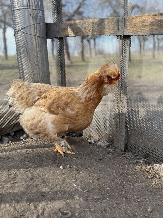 Vand gaini si cocosi motati incaltati barbosi golasi