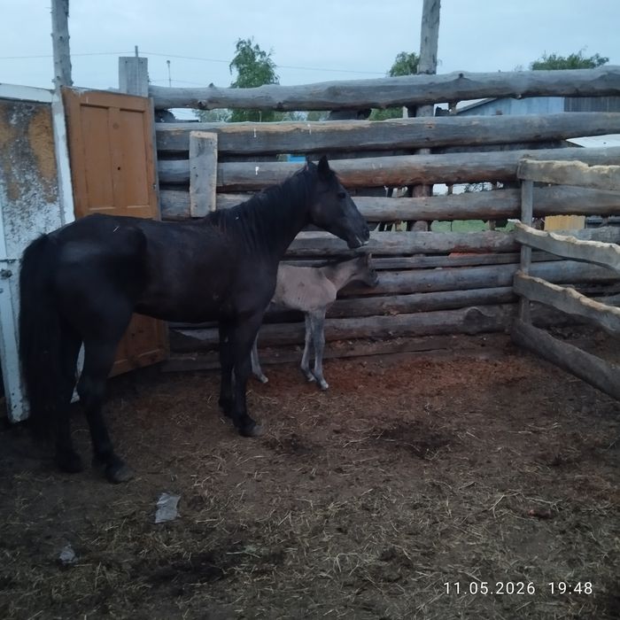 Продам Кобылу 5 летнюю с жеребёнком.