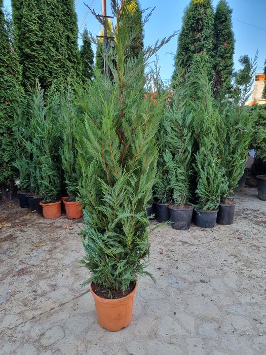 Tuia leylandi - mesteacăn alb (betula pendula)