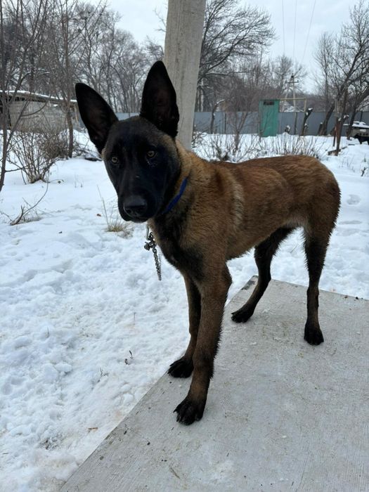 Билгеиский авчарка