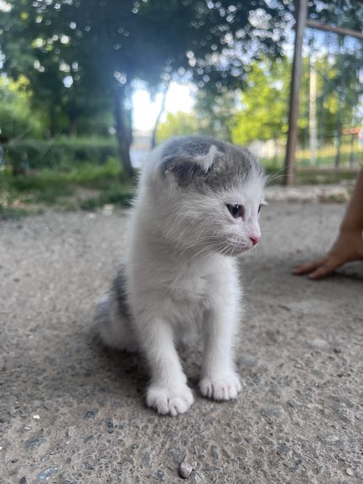 Котята вислоухие шотландские